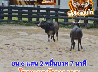 คลิปวัวชนย้อนหลัง ผลการชน โหนดงามมั่งมีทวีทรัพย์ (สีทอง) VS โหนดตามติด (เมียหลวง)