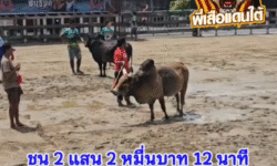 คลิปวัวชนย้อนหลัง ผลการชน โหนดปราบเซียน (ขวานฟ้า)  VS ลังสาดจอมยุทธ