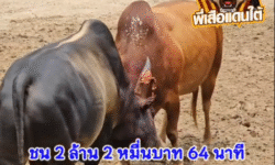 คลิปวัวชนย้อนหลัง ผลการชน แดงงามเหนือปฐพีจอมลีลา (คุณชายเล้ง) VS โหนดหลังขาวลูกบัณฑิต (อ้ายหลังเหลือง)