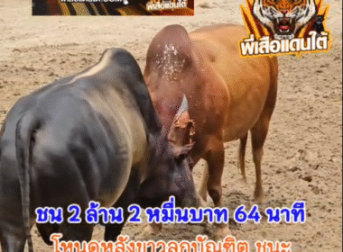 คลิปวัวชนย้อนหลัง ผลการชน แดงงามเหนือปฐพีจอมลีลา (คุณชายเล้ง) VS โหนดหลังขาวลูกบัณฑิต (อ้ายหลังเหลือง)