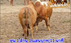 คลิปวัวชนย้อนหลัง ผลการชน แดงเด่นโชคทวีคุณ (จุดเพชร) VS แดงงามลีลาเทพ (แสนกล)