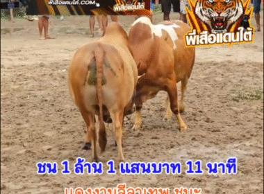 คลิปวัวชนย้อนหลัง ผลการชน แดงเด่นโชคทวีคุณ (จุดเพชร) VS แดงงามลีลาเทพ (แสนกล)