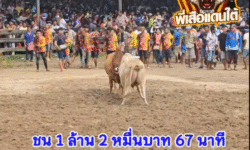 คลิปวัวชนย้อนหลัง ผลการชน แดงชัยณรงค์ (ควายในวัง) VS ขาวเพชรแอรีส (เจ้าไวท์)