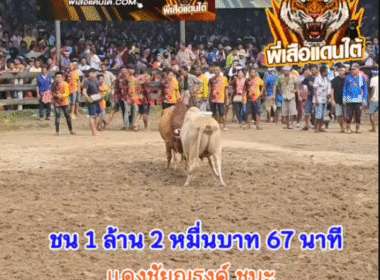 คลิปวัวชนย้อนหลัง ผลการชน แดงชัยณรงค์ (ควายในวัง) VS ขาวเพชรแอรีส (เจ้าไวท์)