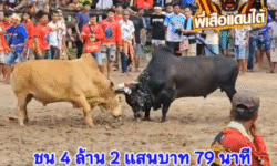 คลิปวัวชนย้อนหลัง ผลการชน ดุกด้างเทพพิทักษ์นำชัย (อ้ายหล่อ) VS ขาวงามพยัคฆ์ร้ายแสนชน (ขาวสปริง)