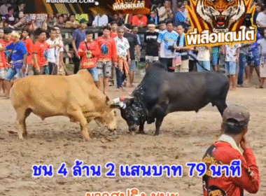 คลิปวัวชนย้อนหลัง ผลการชน ดุกด้างเทพพิทักษ์นำชัย (อ้ายหล่อ) VS ขาวงามพยัคฆ์ร้ายแสนชน (ขาวสปริง)