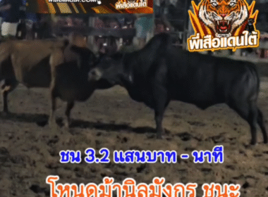 คลิปวัวชนย้อนหลัง ผลการชน แดงหล่อมาก (หล่อมาก) VS โหนดงามทรัพย์ทวีมั่งมีชัย (ม้านิลมังกร)