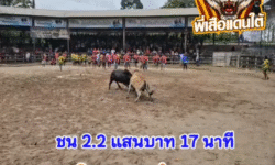 คลิปวัวชนย้อนหลัง ผลการชน นิลเพชฌฆาตทายาทราหู (ฉลามดำ) VS  ลังสาดลูกสิงหราชยอดพิชิตชัย (ท่านขุน)