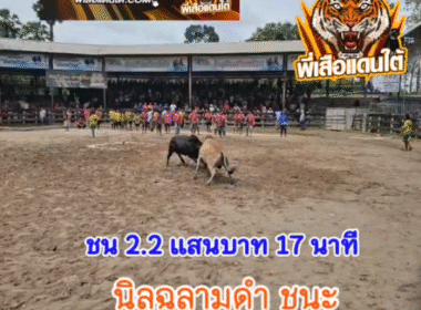 คลิปวัวชนย้อนหลัง ผลการชน นิลเพชฌฆาตทายาทราหู (ฉลามดำ) VS  ลังสาดลูกสิงหราชยอดพิชิตชัย (ท่านขุน)