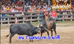 คลิปวัวชนย้อนหลัง ผลการชน นิลแซมยุทธการยอดสังหาร (ไลน์ออนคิง) VS โหนดเฉลิมชัยทวีทรัพย์ (ขี้พรก)