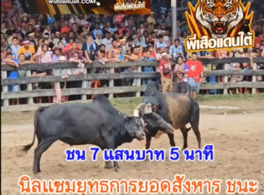 คลิปวัวชนย้อนหลัง ผลการชน นิลแซมยุทธการยอดสังหาร (ไลน์ออนคิง) VS โหนดเฉลิมชัยทวีทรัพย์ (ขี้พรก)
