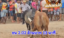 คลิปวัวชนย้อนหลัง ผลการชน แดงเล็กมหาเสน่ห์(ไฟป่า) VS โหนดหลังขาวราชันพันธ์เดโช