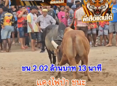 คลิปวัวชนย้อนหลัง ผลการชน แดงเล็กมหาเสน่ห์(ไฟป่า) VS โหนดหลังขาวราชันพันธ์เดโช