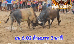 คลิปวัวชนย้อนหลัง ผลการชน โหนดสิงห์พยัคฆ์ (อ้ายฉับ) VS ลังสาดอินทรีย์ทอง (คุณนายบุ๋ม)