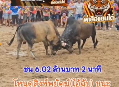 คลิปวัวชนย้อนหลัง ผลการชน โหนดสิงห์พยัคฆ์ (อ้ายฉับ) VS ลังสาดอินทรีย์ทอง (คุณนายบุ๋ม)