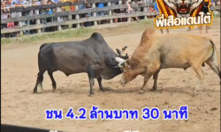 คลิปวัวชนย้อนหลัง ผลการชน ดุกด้างอัศวินใจเย็น (ชาดำเย็น) VS ลังสาดเพชรคีรีวง