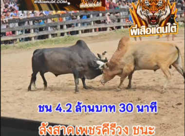 คลิปวัวชนย้อนหลัง ผลการชน ดุกด้างอัศวินใจเย็น (ชาดำเย็น) VS ลังสาดเพชรคีรีวง
