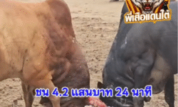คลิปวัวชนย้อนหลัง ผลการชน แดงงามโชคชัย (อ้ายใจเย็นสองเกลอ) VS โหนดจอมยุทธ (ท่านโหนด)