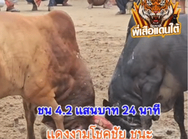 คลิปวัวชนย้อนหลัง ผลการชน แดงงามโชคชัย (อ้ายใจเย็นสองเกลอ) VS โหนดจอมยุทธ (ท่านโหนด)