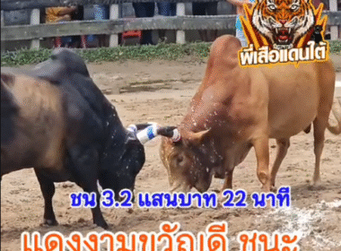 คลิปวัวชนย้อนหลัง ผลการชน โคแดงงามเพชรพยัคฆ์ (ขวัญดี) VS โคโหนดสองพี่น้องคะนอกศึก (โรนัลโด้)