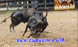 คลิปวัวชนย้อนหลัง ผลการชน โคดุกด้างจงอางดำ (บองหลาคิง) VS โหนดบัลลังค์ทอง (อ้ายทอง)