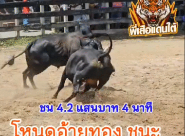 คลิปวัวชนย้อนหลัง ผลการชน โคดุกด้างจงอางดำ (บองหลาคิง) VS โหนดบัลลังค์ทอง (อ้ายทอง)