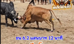 คลิปวัวชนย้อนหลัง ผลการชน โคแดงงามเจ็ดแสนสะท้าน (อ้ายแดงเเผ้ง) VS โคลายมหํศจรรย์บรรลือโลก (ลายสุดๆ)