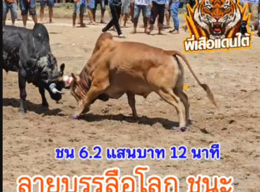 คลิปวัวชนย้อนหลัง ผลการชน โคแดงงามเจ็ดแสนสะท้าน (อ้ายแดงเเผ้ง) VS โคลายมหํศจรรย์บรรลือโลก (ลายสุดๆ)