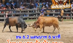 คลิปวัวชนย้อนหลัง ผลการชน โคโหนดแซมวันชัย VS โคแดงลูกรักยอดกตัญญู (อ้ายทิศ)