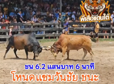 คลิปวัวชนย้อนหลัง ผลการชน โคโหนดแซมวันชัย VS โคแดงลูกรักยอดกตัญญู (อ้ายทิศ)