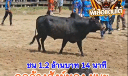 คลิปวัวชนย้อนหลัง ผลการชน โหนดขรรค์เพชร VS โคดุกด้างหนึ่งในรักบี้ (สังข์ทอง)