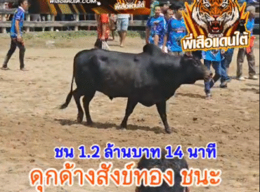 คลิปวัวชนย้อนหลัง ผลการชน โหนดขรรค์เพชร VS โคดุกด้างหนึ่งในรักบี้ (สังข์ทอง)