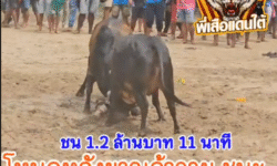 คลิปวัวชนย้อนหลัง ผลการชน  โหนดหลังขาวจ้าววายุ VS โหนดสีหราปรีชาชาญ (ไพบูล)