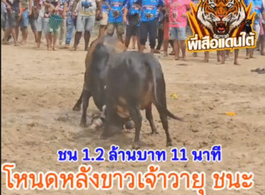 คลิปวัวชนย้อนหลัง ผลการชน  โหนดหลังขาวจ้าววายุ VS โหนดสีหราปรีชาชาญ (ไพบูล)