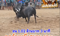 คลิปวัวชนย้อนหลัง ผลการชน โคดุกด้างอัศวินเพชรนำชัย (อ้ายดื้อ) VS โคดุกด้างหนึ่งสยาม (อ้ายผอม)