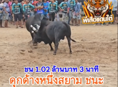 คลิปวัวชนย้อนหลัง ผลการชน โคดุกด้างอัศวินเพชรนำชัย (อ้ายดื้อ) VS โคดุกด้างหนึ่งสยาม (อ้ายผอม)