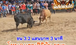 คลิปวัวชนย้อนหลัง ผลการชน โหนดแซมศิริชัย (อ้ายเย็น) VS โคขาวราชสีห์ยอดพิชิตชัย (ขวัญชัย)