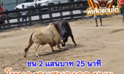 คลิปวัวชนย้อนหลัง ผลการชน โหนดงามสมองกล (กำพร้า) VS ลังสาดขาวพยัคฆ์นักล่า