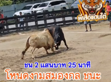 คลิปวัวชนย้อนหลัง ผลการชน โหนดงามสมองกล (กำพร้า) VS ลังสาดขาวพยัคฆ์นักล่า