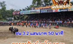 คลิปวัวชนย้อนหลัง ผลการชน โหนดนำทรัพย์พยัคฆ์นำชัยขวัญใจ ร.พ.ช. (ท่านคล้อย) VS ลายทรัพย์เดโช