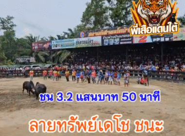 คลิปวัวชนย้อนหลัง ผลการชน โหนดนำทรัพย์พยัคฆ์นำชัยขวัญใจ ร.พ.ช. (ท่านคล้อย) VS ลายทรัพย์เดโช