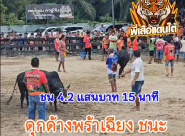 คลิปวัวชนย้อนหลัง ผลการชน โคดุกด้างแซมพยัคฆ์เกรียงไกร (พร้าเฉียง) VS โคดุกด้างแสงอาทิตย์ (ลูกหมี)