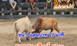 คลิปวัวชนย้อนหลัง ผลการชน แดงงามยอดวิชาดาราชัย (ทายาทมหาหิน) VS ขาวงามยอดทรัพย์สยาม (สองสิงห์)