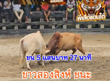 คลิปวัวชนย้อนหลัง ผลการชน แดงงามยอดวิชาดาราชัย (ทายาทมหาหิน) VS ขาวงามยอดทรัพย์สยาม (สองสิงห์)