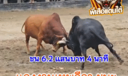 คลิปวัวชนย้อนหลัง ผลการชน โหนดไผ่งามเพชรน้ำหนึ่ง (ไอ้ลูกหมี) VS แดงงามเทพลีลา