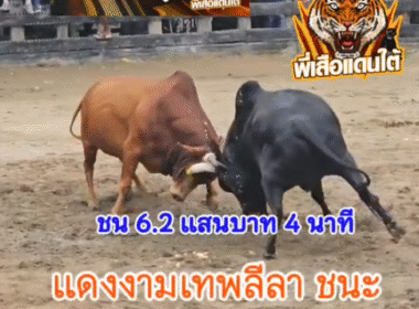 คลิปวัวชนย้อนหลัง ผลการชน โหนดไผ่งามเพชรน้ำหนึ่ง (ไอ้ลูกหมี) VS แดงงามเทพลีลา