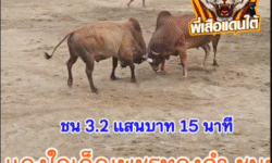 คลิปวัวชนย้อนหลัง ผลการชน แดงงามใจเด็ดเพชรทองคำ VS แดงงามเทพประทาน