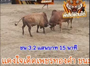 คลิปวัวชนย้อนหลัง ผลการชน แดงงามใจเด็ดเพชรทองคำ VS แดงงามเทพประทาน