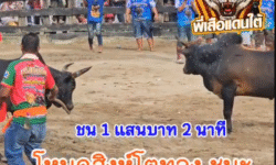 คลิปวัวชนย้อนหลัง ผลการชน โหนดสิงห์โตทองสองจังหวัดยอดมีชัย (บ่าวทรัพย์) VS โหนดลูกคาด (รถรุน)