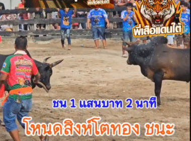 คลิปวัวชนย้อนหลัง ผลการชน โหนดสิงห์โตทองสองจังหวัดยอดมีชัย (บ่าวทรัพย์) VS โหนดลูกคาด (รถรุน)